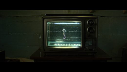 The Seahorse Trainer