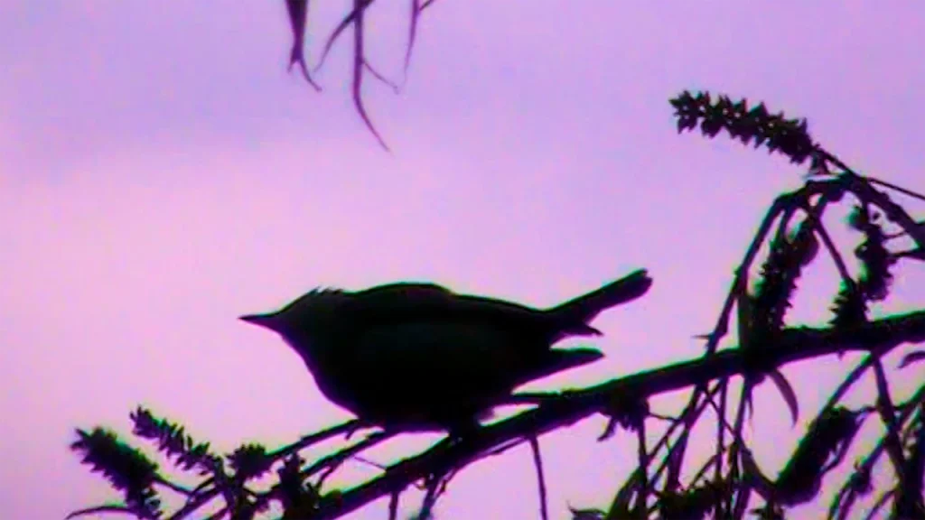 where do birds go when it rains