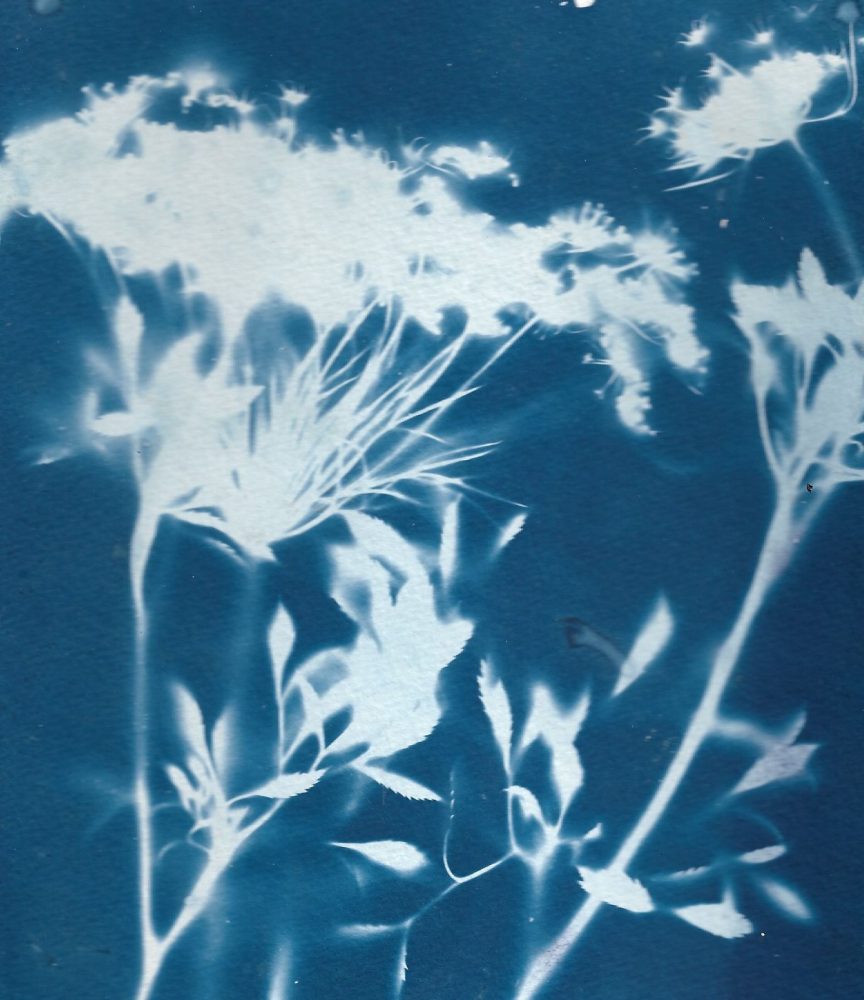 Cyanotype Workshop.